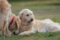 /album/cory-canin-do-valle-da-fonte-bianca/a271428-163150800421085-100001784991997-367435-4200721-o-jpg/