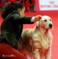 /album/cory-canin-do-valle-da-fonte-bianca/a319198-222751667794331-100001784991997-538994-348442000-n-jpg/