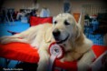 /album/cory-canin-do-valle-da-fonte-bianca/a222049-390271544375675-1262363776-n-jpg/