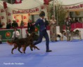 /album/galeria-de-fotos-multi-ch-flannans-angel-star/a64576-450482191687943-1425283077-n-jpg/