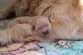 /album/bebes-da-safira-e-do-robyn/img-2520-jpgarra-jpg/