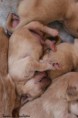 /album/bebes-da-safira-e-do-robyn/img-2529-jpgarra-jpg/